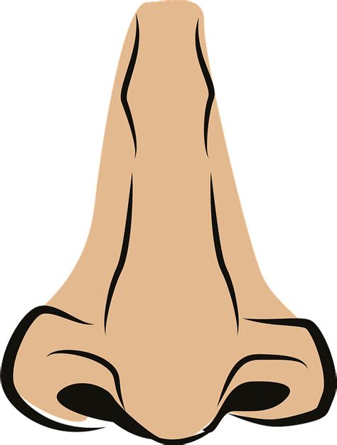 Face parts - nose clipart. Free download transparent .PNG | Creazilla