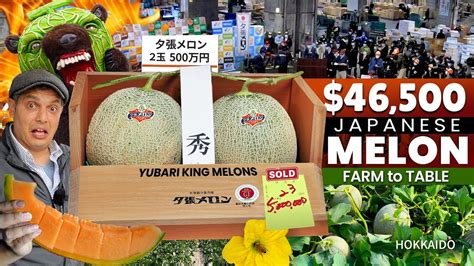 How Japanese Melons become Luxury Fruits | Yubari King Melon Story ...