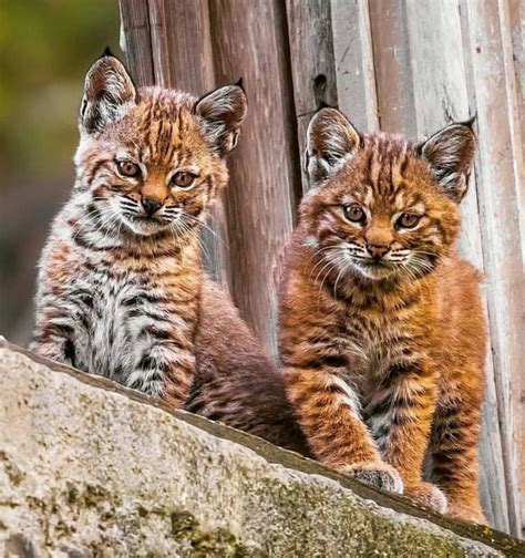 🔥 Two gorgeous bobcat cubs : r/NatureIsFuckingLit