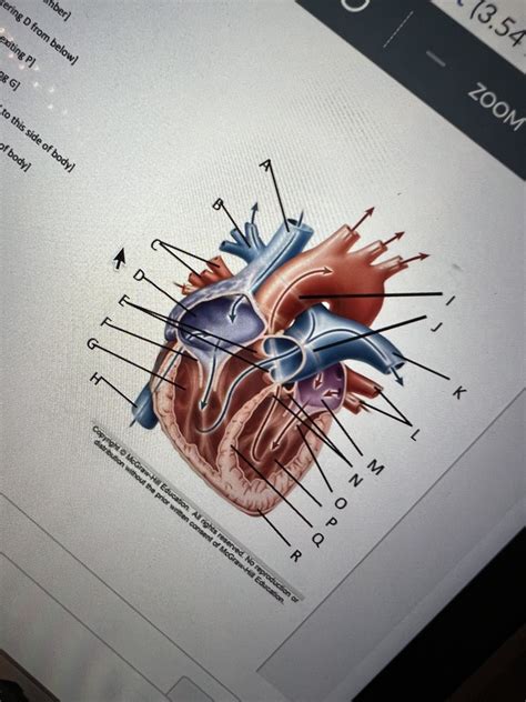 Heart Diagram Diagram | Quizlet