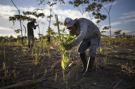 Restoring Forests 1 Tree at a Time, to Help Repair Climate