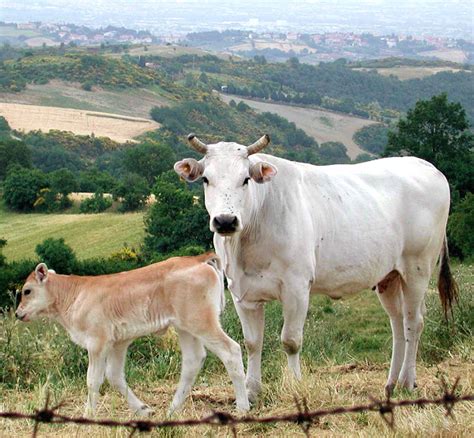 Chianina Cattle: Origin, Characteristics, Uses, Photo