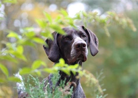 Is Your Yard Safe for Your Dog? Watch Out for These Common Toxic Plants