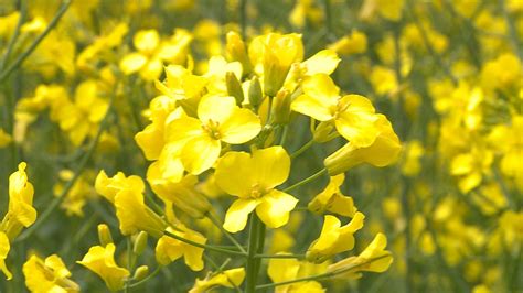 Canola crop opens new farming options in Pasadena | CBC News