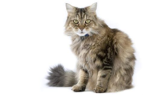 Ragamuffin Cats | Cat Breeds