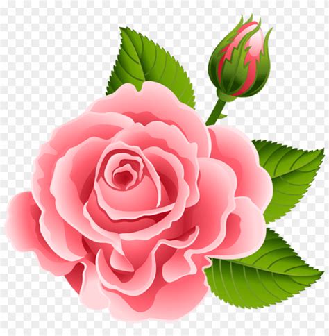 PNG Image Of Rose With Rose Bud With A Clear Background - Image ID ...