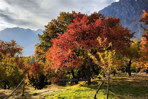 Apricot Autumn Tour Hunza Valley - 10 Days I Book Now