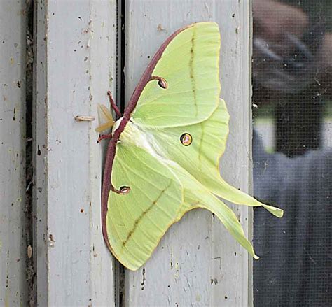 Luna-moth-web | Triangle Gardener Magazine