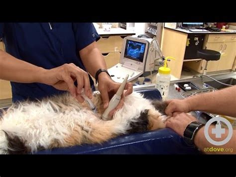 Is Cystocentesis Painful For Dogs