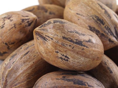 Hard Shell Pecans - By the Pound - Nuts.com