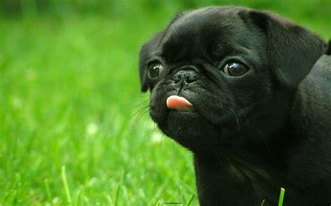 Pug Dog HD Wallpapers For Laptop - Wallpaper Cave