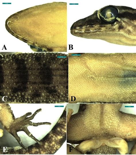 (A) dorsal and (b) ventral views of head, (c) dorsal and (d) ventral ...