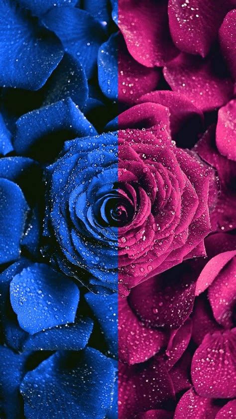 Incredible Compilation of Full 4K Blue Roses Images: Discover the Best 999+ Blue Roses Images