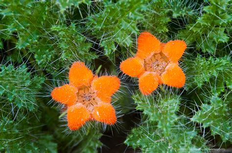 Atacama Desert Flowers – the endemic flora of north Chile ...