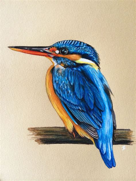 Kingfisher bird done in prismacolor pencils. By Shannon #inkpixie ...