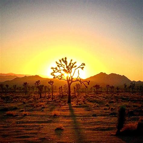 Sunset in Joshua Tree : r/JoshuaTree