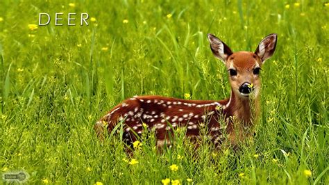 Baby Deer Wallpapers - Wallpaper Cave