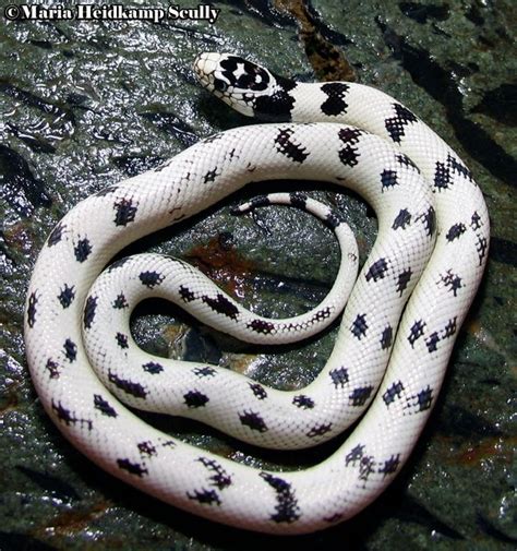 Selective bred morphs | California king snake, Pet snake, Snake