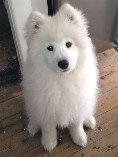 Samoyed | Cani samoiedo, Samoiedo, Animali