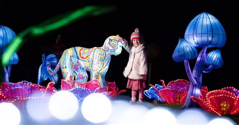 Wild Lights returns to Dublin Zoo with brand new theme - Irish Mirror Online