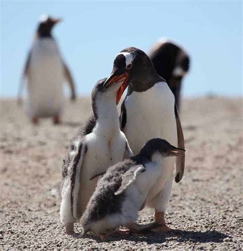 11 Baby Penguin Facts: Life in the Antarctic Nursery