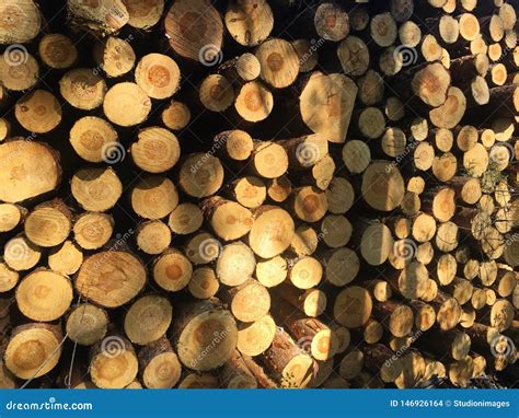 Detail of Pile of Freshly Cut Timber Logs in Sunshine - Logging, Forestry Background Stock Photo ...