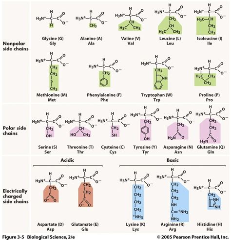 Side Chains of Amino Acids Quizlet - Jacob-has-Gibson