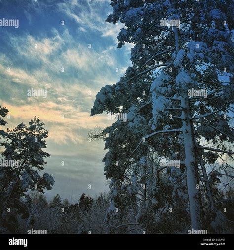 Snowy trees in Finland Stock Photo - Alamy