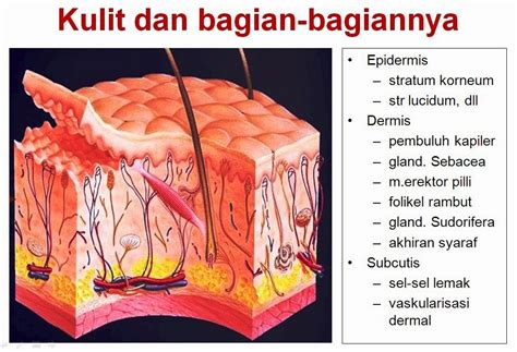 Struktur Kulit Pengertian Anatomi Gambar Dan Fungsinya Lengkap - Riset