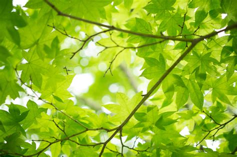 PicZene - Green Tree Leaves Wallpaper