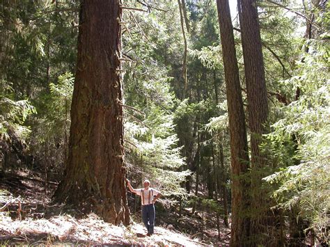 8177 | Old Growth forest in western Oregon. Unfortunately, t… | Flickr