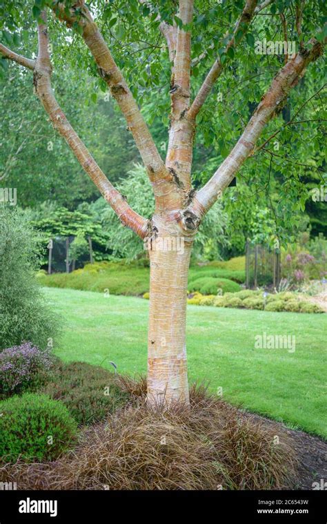 Betula utilis var jacquemontii hi-res stock photography and images - Alamy