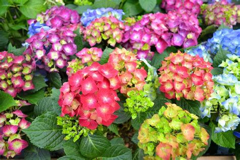 The Elusive Red Hydrangea: Myth Or Reality?