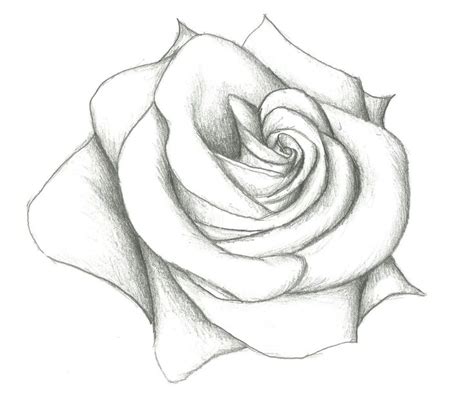 Rose Flower Drawings In Pencil Step By Step Easy Pencil Drawing Of - Rose Flower Sketch Images ...