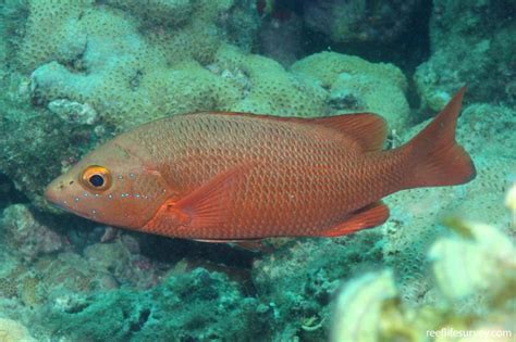 Lutjanus alexandrei - Brazilian snapper | Reef Life Survey