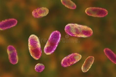 Bacteria Aggregatibacter, Illustration Stock Image - Image of ...