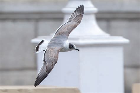 Laughing and Franklin's Gulls photo ID guide - BirdGuides