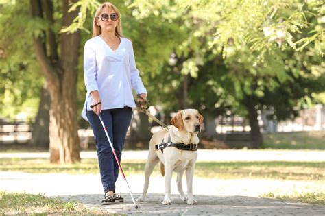 Service Dog Breed Spotlight: The Labrador Retriever - Vetality