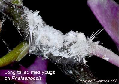 Identifying and getting rid of Mealybugs on Orchid Plants | Orchid ...