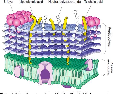 Figure 1 from Lactobacillus acidophilus cell structure and application ...