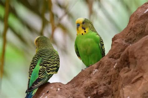 Green Budgie: Everything You Need To Know About It