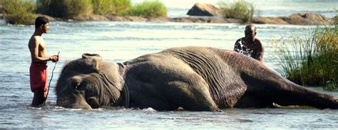 Elephant bathtime, Kerala, India | Wildlife pictures, Elephant, Wildlife