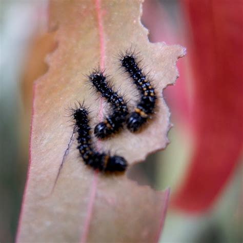 emperor gum moth caterpillar | Project Noah