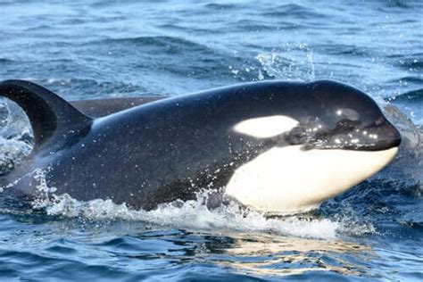 Meet the Killer Whale: Behavior, Habitat and Characteristics - My Animals