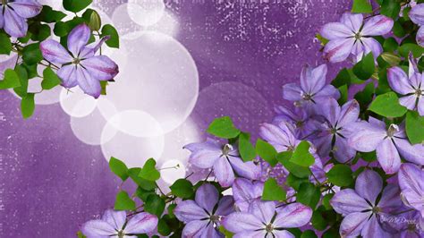 Lavender Flowers Wallpapers | Movie HD Wallpapers