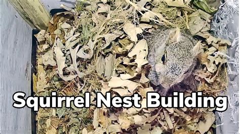 Squirrel Nest Building | My Backyard Friends - YouTube