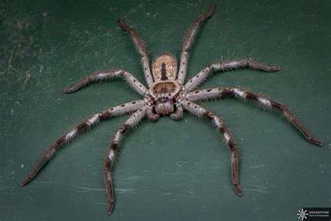 Spiders in Australia - Everything you need to know