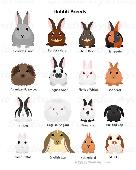 Breeds of Rabbit, Svg, Png, Jpg, 1620 - Etsy