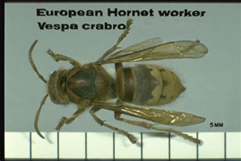 European Hornet