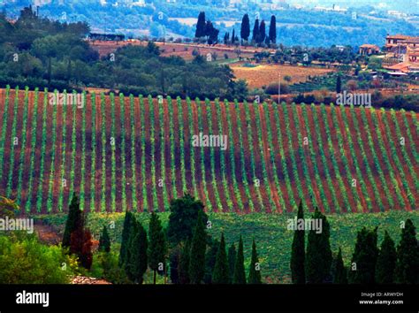 Farm crops Tuscany Italy Stock Photo - Alamy